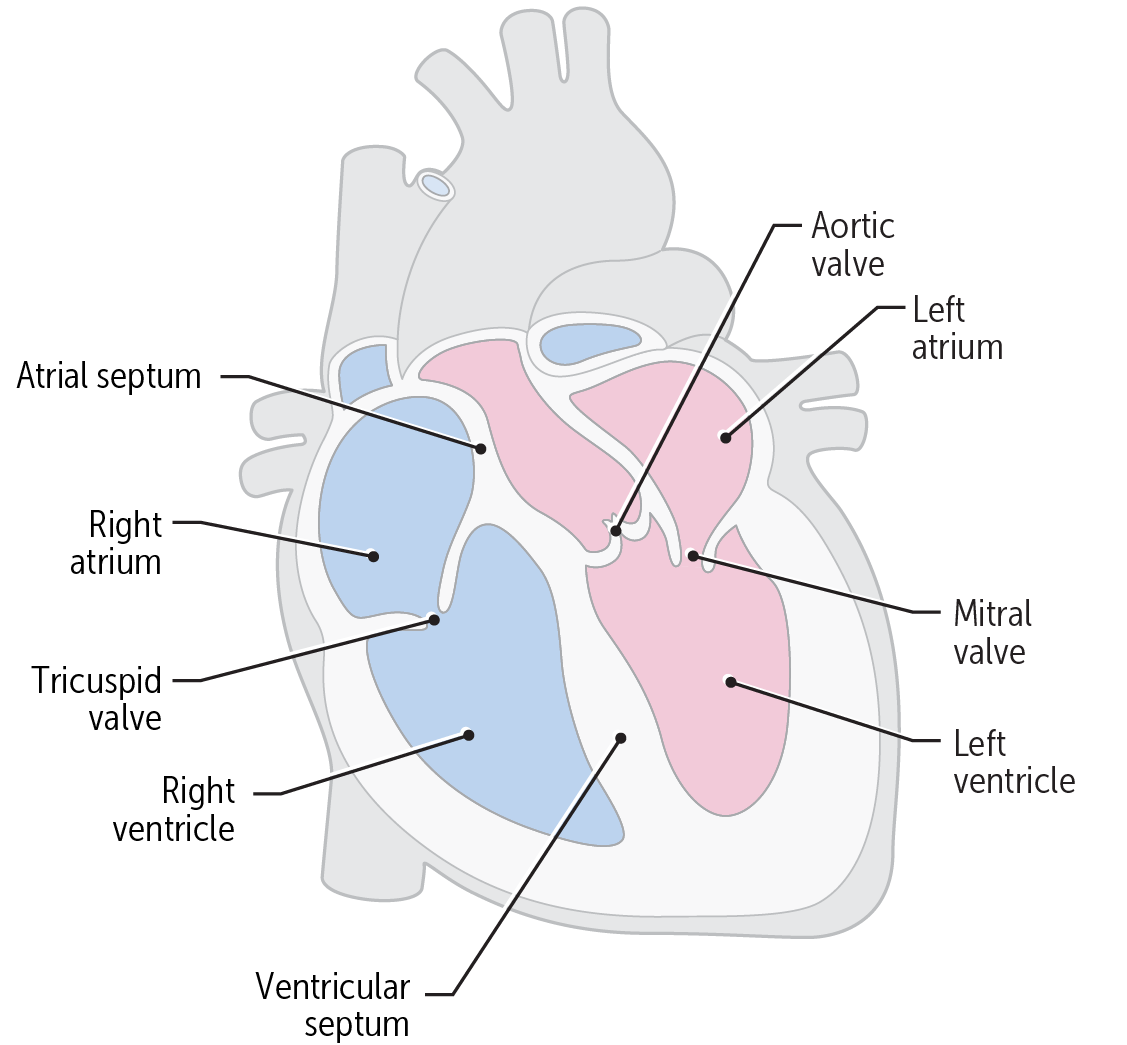 Understanding the Heart: Ventricles